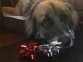Kids_X-Mas_2016 (26)